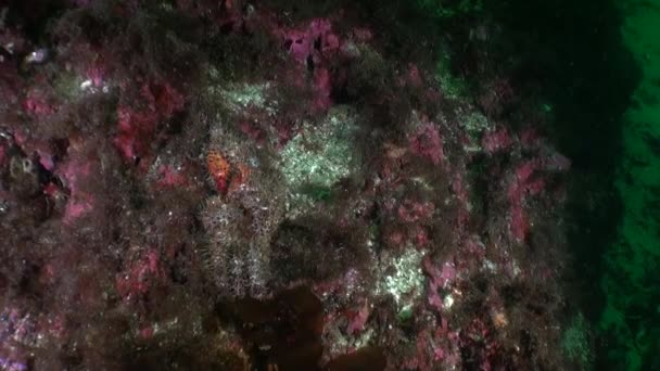 Paesaggio marino sott'acqua nell'oceano dell'Alaska . — Video Stock