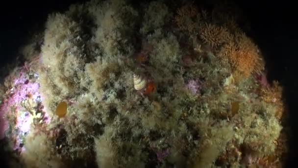 Sea shell op de achtergrond van het landschap van zee onderwater in de oceaan van Alaska. — Stockvideo