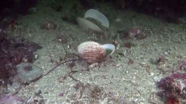 Морская раковина под водой в океане Аляски . — стоковое видео