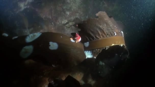 Sea snail on kelp underwater in ocean of Alaska. — Stock Video