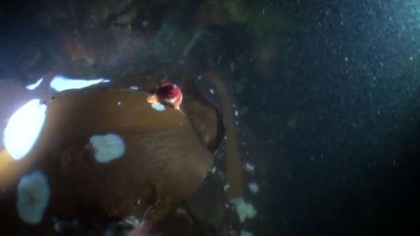 Meeresschnecke auf Seetang unter Wasser im Ozean der Alaska. — Stockvideo