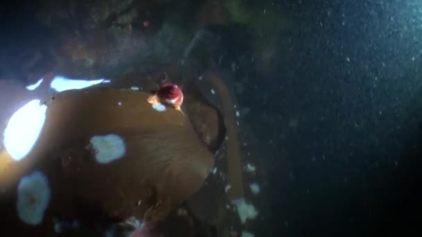 Caracol de mar en algas marinas en el océano de Alaska . — Vídeo de stock