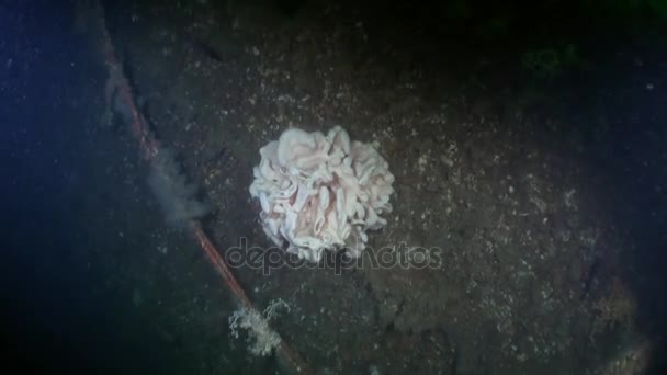 Mořská houba na pozadí krajiny pod vodou v oceánu Aljaška. — Stock video