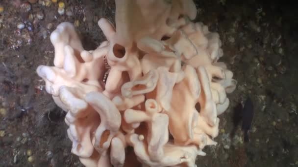 Hav svamp på bakgrunden av landskap under vattnet i havet av Alaska. — Stockvideo