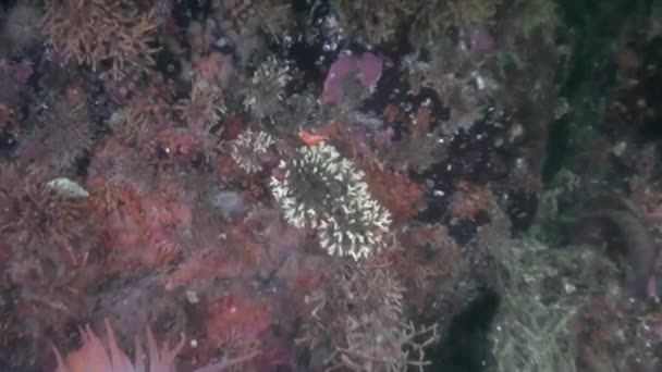 Lecho marino bajo el agua en el océano de Alaska . — Vídeos de Stock