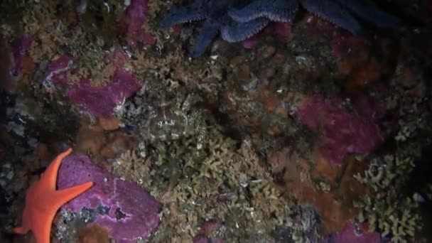 Stelle marine e granchio mascherato sullo sfondo fondale marino sott'acqua nell'oceano dell'Alaska . — Video Stock