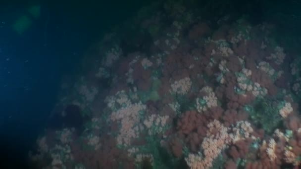 Unieke kleurrijke zee landschap onderwater in de oceaan van Alaska. — Stockvideo