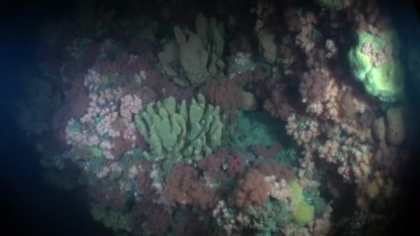 Unique paysage marin coloré sous-marin dans l'océan de l'Alaska . — Video