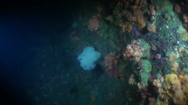 Μοναδικό πολύχρωμο θαλασσινό τοπίο υποβρύχια στον ωκεανό της Αλάσκα. — Αρχείο Βίντεο