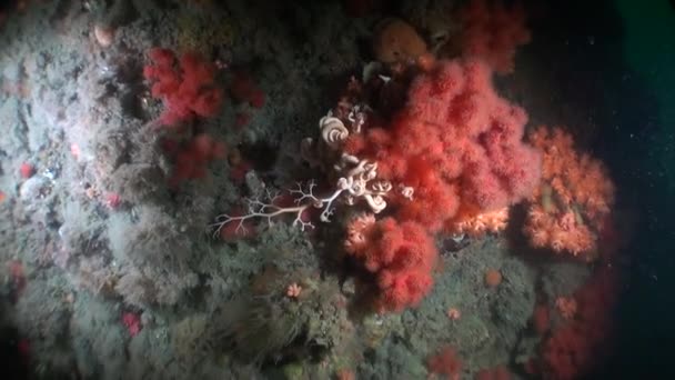 Paisaje marino colorido único bajo el agua en el océano de Alaska . — Vídeo de stock