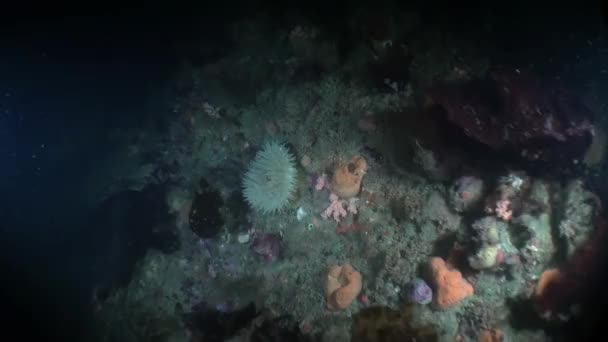 Unico paesaggio marino colorato sott'acqua nell'oceano dell'Alaska . — Video Stock