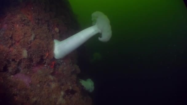 Anémona de actinia blanca sobre fondo fondo marino bajo el agua en el océano de Alaska . — Vídeos de Stock