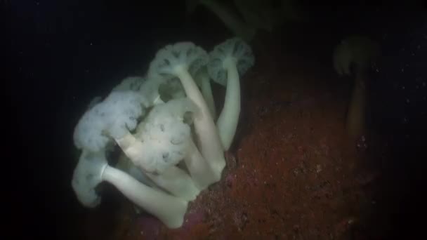 Zawilec biały actinia na tle dna morskiego pod wodą w ocean Alaska. — Wideo stockowe