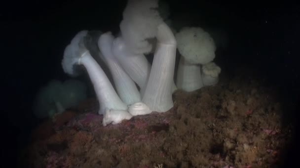 White actinia anemone on background seabed underwater in ocean of Alaska. — Stock Video