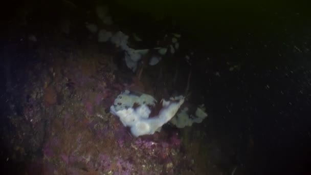 Vita actinia anemone på bakgrunden havsbotten under vattnet i havet av Alaska. — Stockvideo