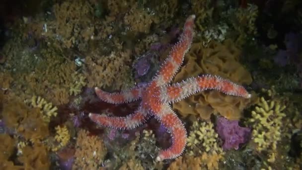 Vit med fläckar sjöstjärna på bakgrunden havsbotten under vattnet i havet av Alaska. — Stockvideo