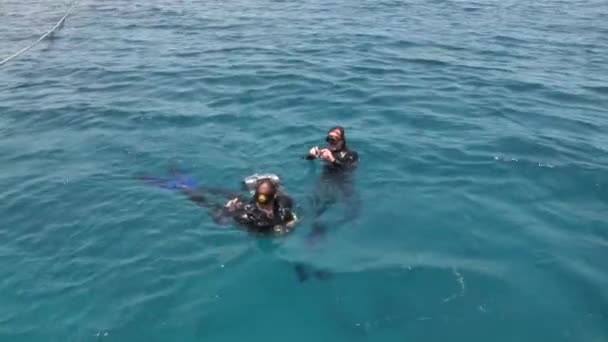 Dykare i vattnet i Röda havet. — Stockvideo