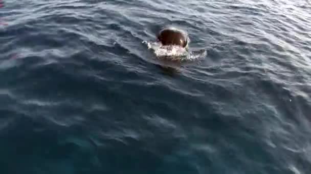 Mujer buceadora se sumerge en monofín bajo el agua en el Mar Rojo . — Vídeos de Stock