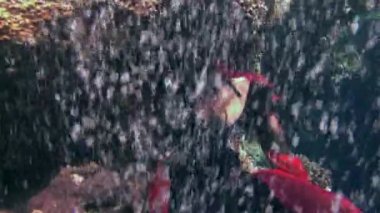 Genç kız modeli ücretsiz dalgıç su altında kırmızı kostüm korsan Red Sea'deki/daki.