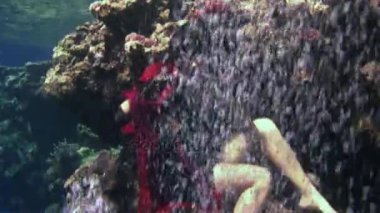Genç kız modeli ücretsiz dalgıç su altında kırmızı kostüm korsan Red Sea'deki/daki.