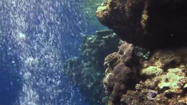 Underwater bubbles on an excellent background in Red Sea. — Stock Video