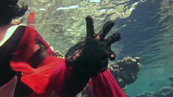 Genç kız modeli ücretsiz dalgıç su altında kırmızı kostüm korsan Red Sea'deki/daki. — Stok video