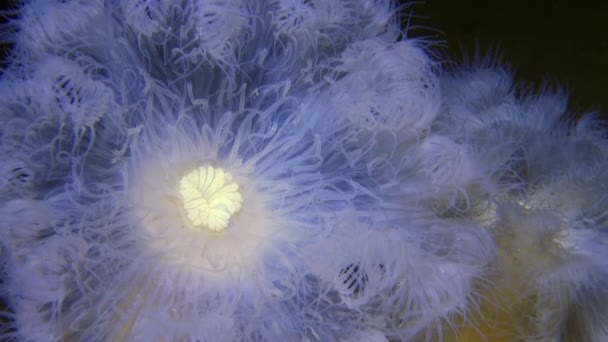 Schöne Anemone auf sandigem Grund unter dem weißen Meer. — Stockvideo