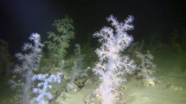 Beyaz deniz içinde özel yumuşak mercan underwter.