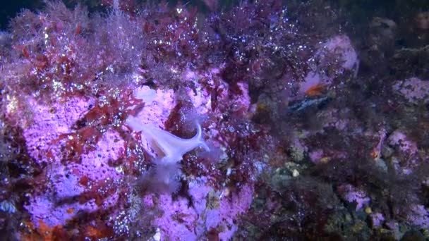 Belle anémone sur fond sablonneux sous l'aile de la mer Blanche . — Video