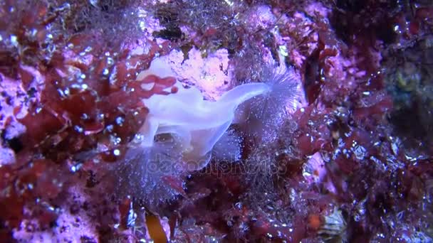 Beautiful anemone on sandy bottom underwter of White Sea. — Stock Video