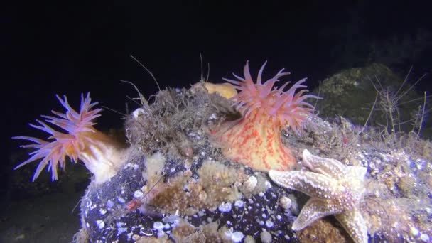 Vackra anemone på sandbotten underwter av vita havet. — Stockvideo