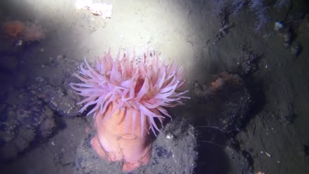 Beautiful anemone on sandy bottom underwter of White Sea. — Stock Video