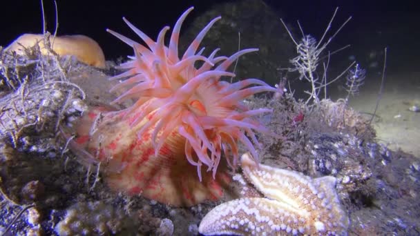 Bellissimo anemone sul fondo sabbioso sottobosco del Mar Bianco . — Video Stock