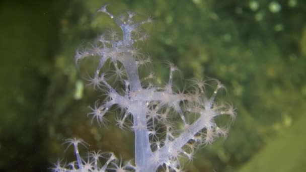 Exkluzivní měkkých korálů underwter v bílém moři. — Stock video