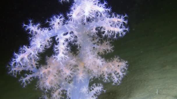 Exklusiv mjuk korall underwter i vita havet. — Stockvideo