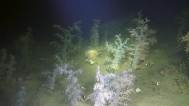 Exklusiv mjuk korall underwter i vita havet. — Stockvideo