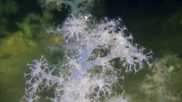 Esclusivo sottobicchiere in morbido corallo nel Mar Bianco . — Video Stock