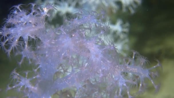 Exclusieve zachte koraal underwter in witte zee. — Stockvideo