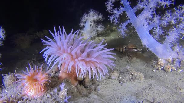 Exclusive soft coral underwter in White Sea. — Stock Video