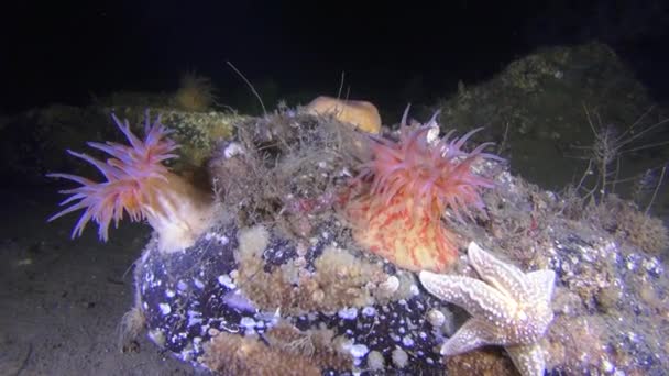 Exclusivo underwter de coral suave en el Mar Blanco . — Vídeos de Stock