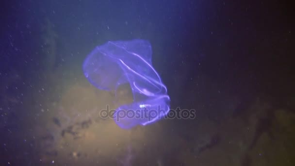 Tembakan yang unik. Underwter dari Laut Putih . — Stok Video