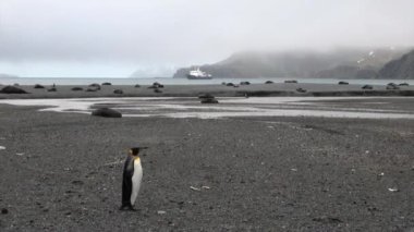 Sevimli penguen kar dağlar ve gemi Antarktika arka seals arasında.