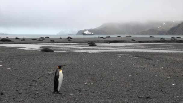 Pinguim bonito entre selos no fundo de montanhas de neve e navio na Antártida . — Vídeo de Stock