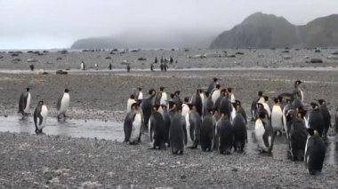 Dağlar ve gemi Antarktika arka plan üzerinde önemli penguen grubu.