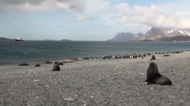 Bir grup Kral penguenler mühürler Falkland Adaları plajda arka plan üzerinde