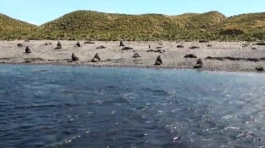 Grup mühürler sahilde Antarktika'daki Falkland Adaları.