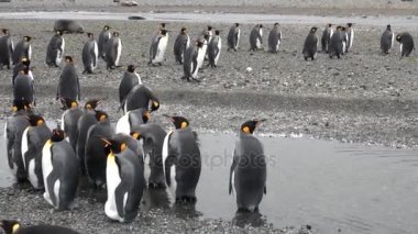 Antarktika'okyanus kıyısında birçok penguenler.