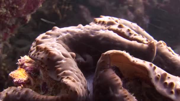 Almejas de tridacné sobre corales coloridos de fondo bajo el agua en el mar de Maldivas . — Vídeo de stock