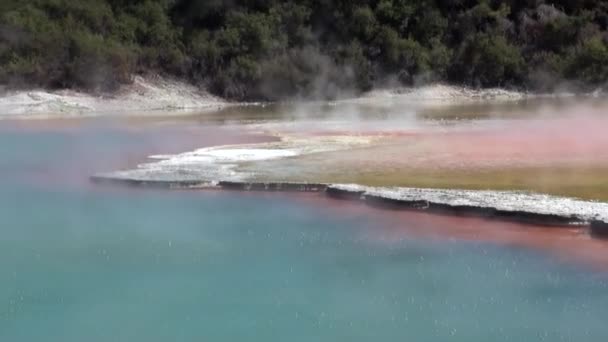 Geysers water hot springs on background of forest in New Zealand. — Stock Video