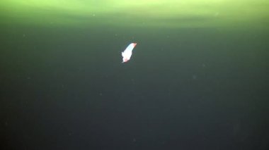 Beyaz deniz buz eşsiz deniz şeytan underwter.